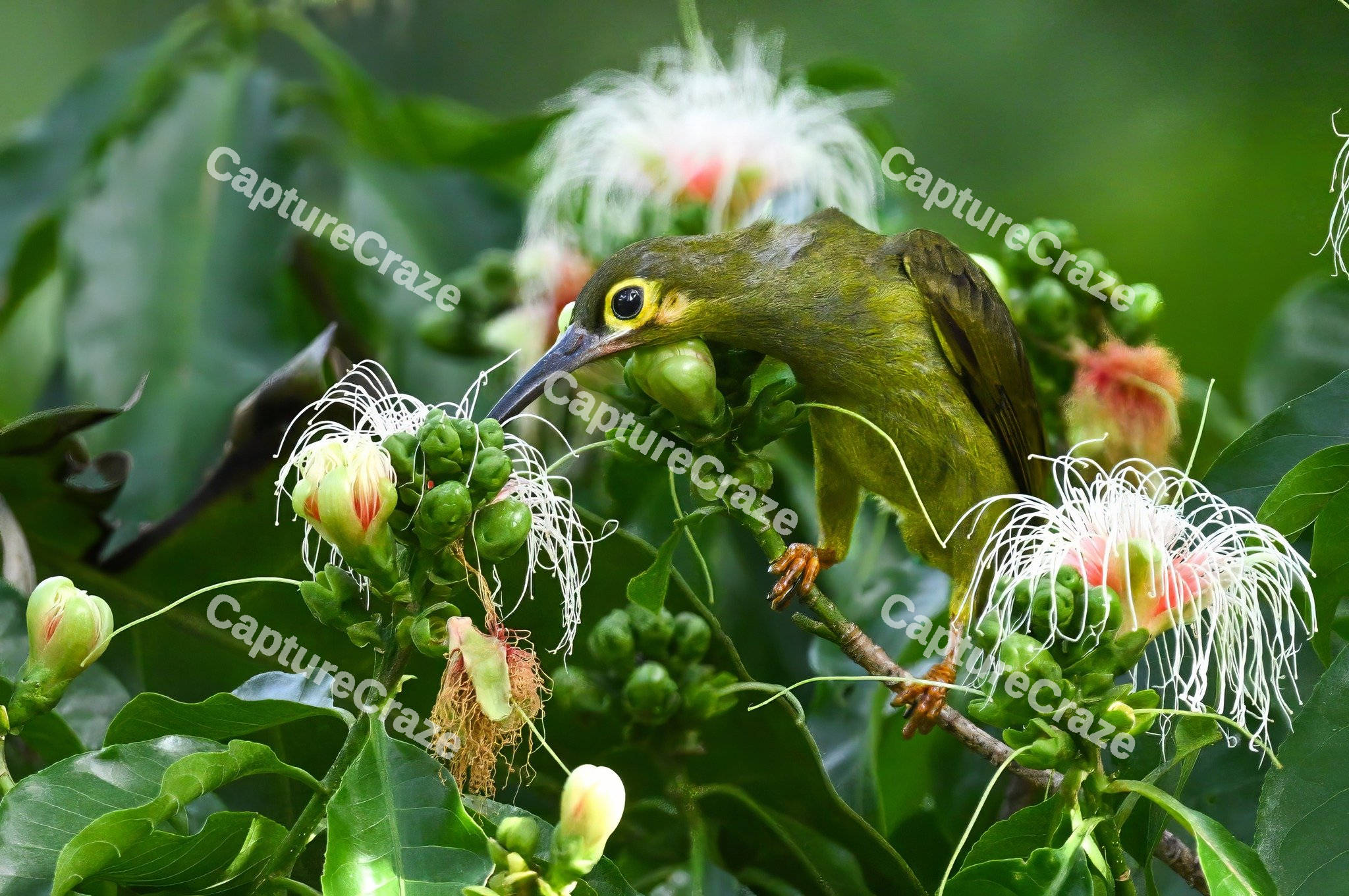 Spiderhunter Bird